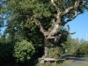 Nether Alderley Tree Nether Alderley Tree